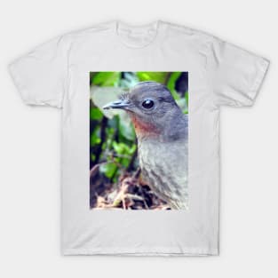 Echo the Lyrebird T-Shirt